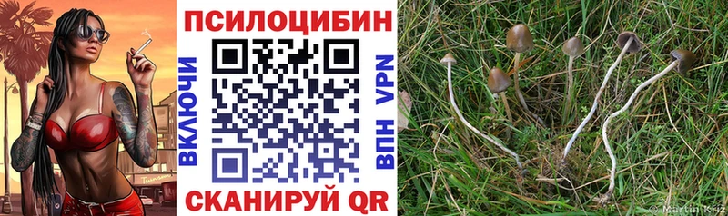 где купить наркоту  Йошкар-Ола  Галлюциногенные грибы мицелий 